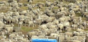 Productores intrusos de las Islas Malvinas enfrentan problemas de liquidez por una zafra de lana “pesada”