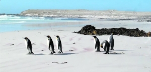 Malvinas: viaje al reino de los pingüinos que pescan en las aguas oscuras del Atlántico Sur